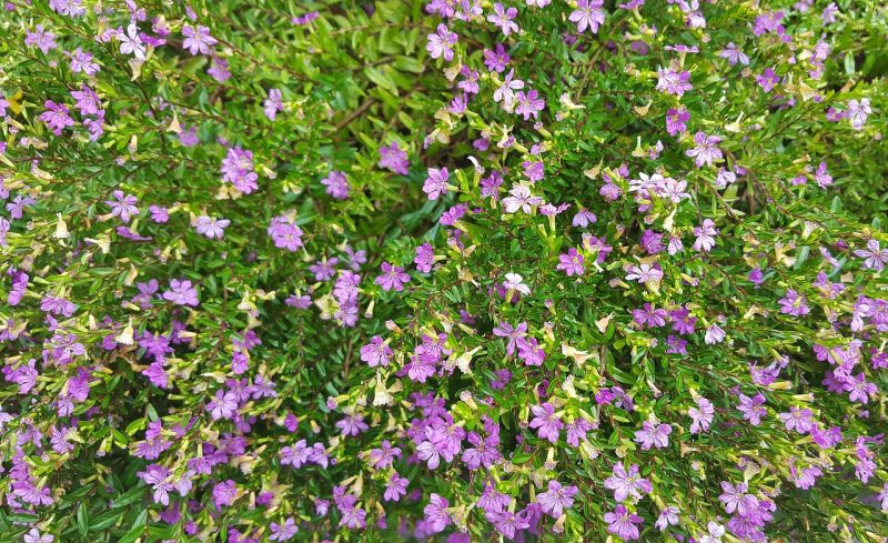How To Grow Mexican Heather. 3 Steps To Success|