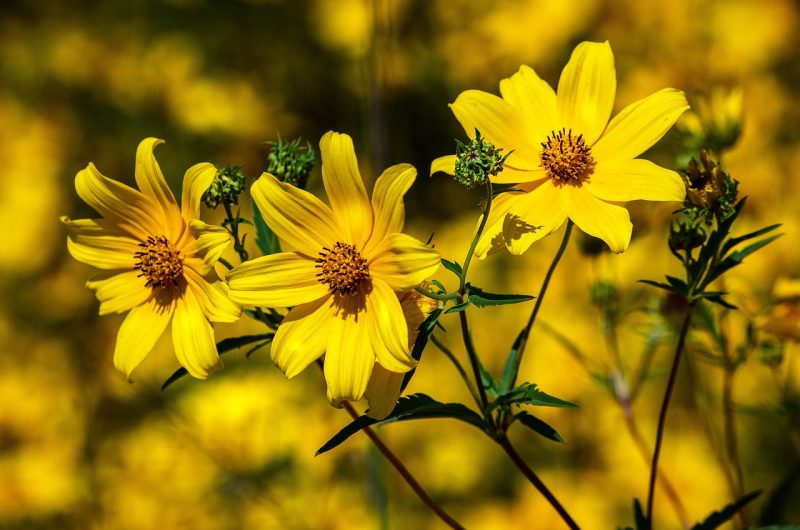 How To Grow Coreopsis From Seed In 3 Easy Steps|