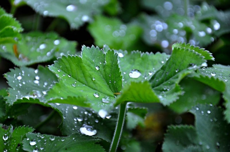 How Does the Amount of Water Affect Plant Growth?|
