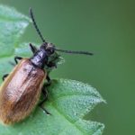 How to Get Rid of Black Vine Weevils? The Way!