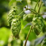 How to Grow Hops in Michigan: 3 Useful Tips|