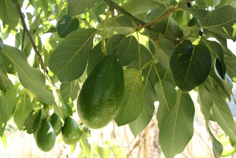 How to Start an Avocado Farm: 4 Things to Remember|