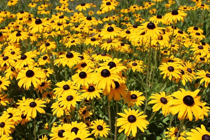 How To Prune Black Eyed Susans In The Fall|