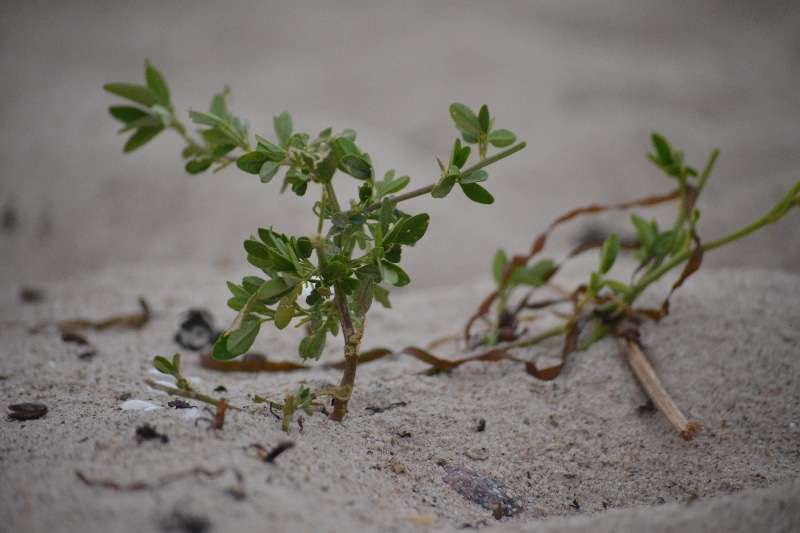 How To Sterilize Sand For Plants In 3 Easy Steps|