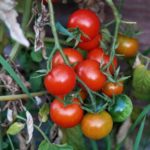 How To Grow Tomatoes In Texas: The Basics|