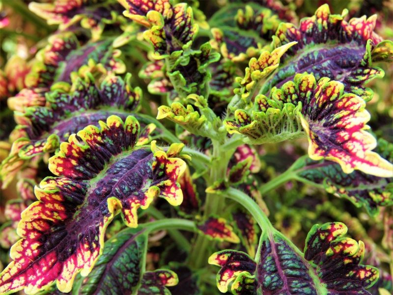 How To Overwinter Coleus The Right Way|