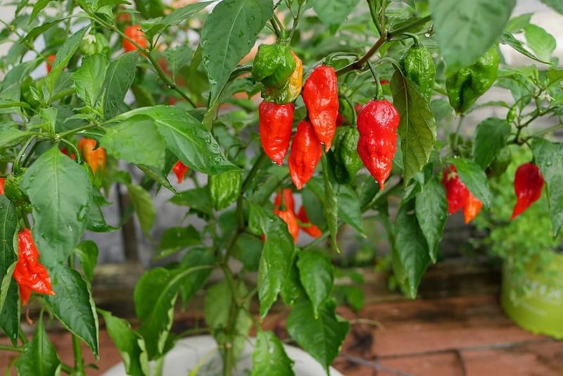 How To Fix Calcium Deficiency In Pepper Plants: 3 Tips to Remember|