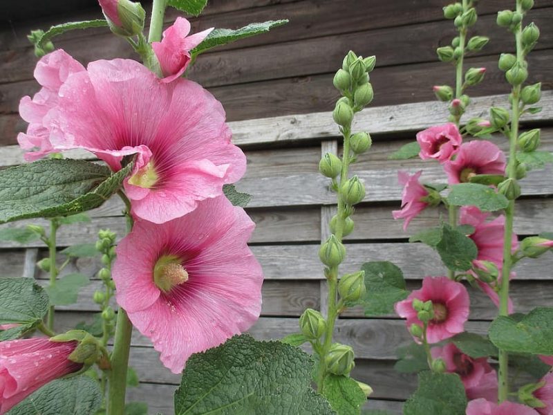 How to Grow Stock Flowers|