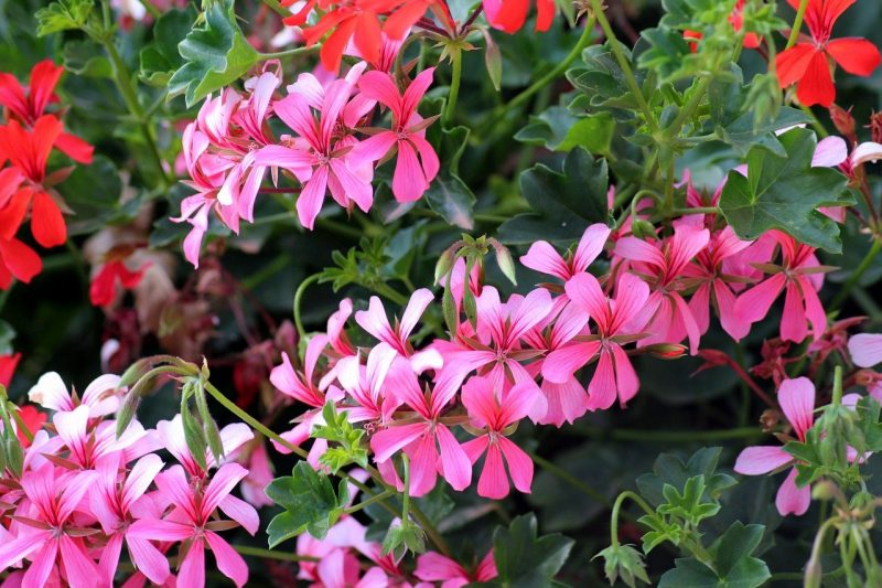 How To Cut Geraniums. 3 Best Methods To Master|