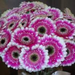 How To Grow Gerbera From Cuttings? 3 Effective Steps!