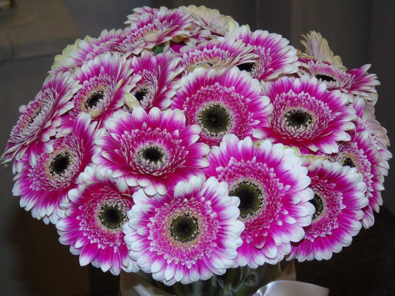 How To Grow Gerbera From Cuttings In 3 Easy Steps|