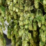 How To Grow Hops In Ohio In 3 Easy Steps|
