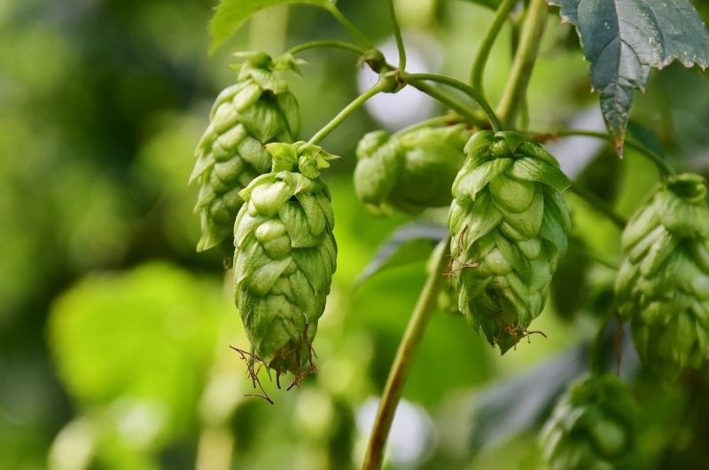 yield from 1 hop plant
