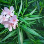 How To Grow Oleander From Cuttings? 2 Special Steps!