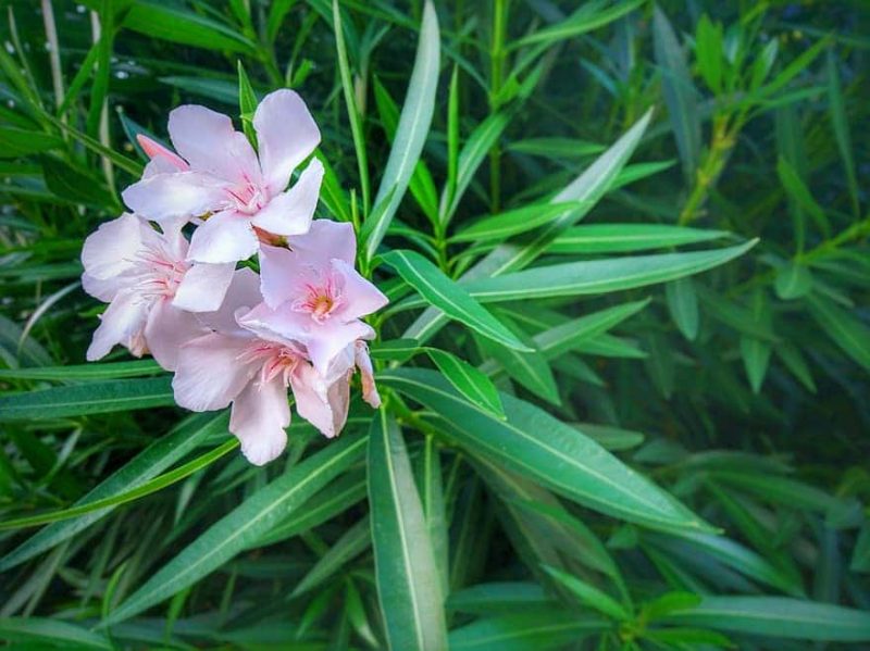 How To Grow Oleander From Cuttings In 2 Steps|