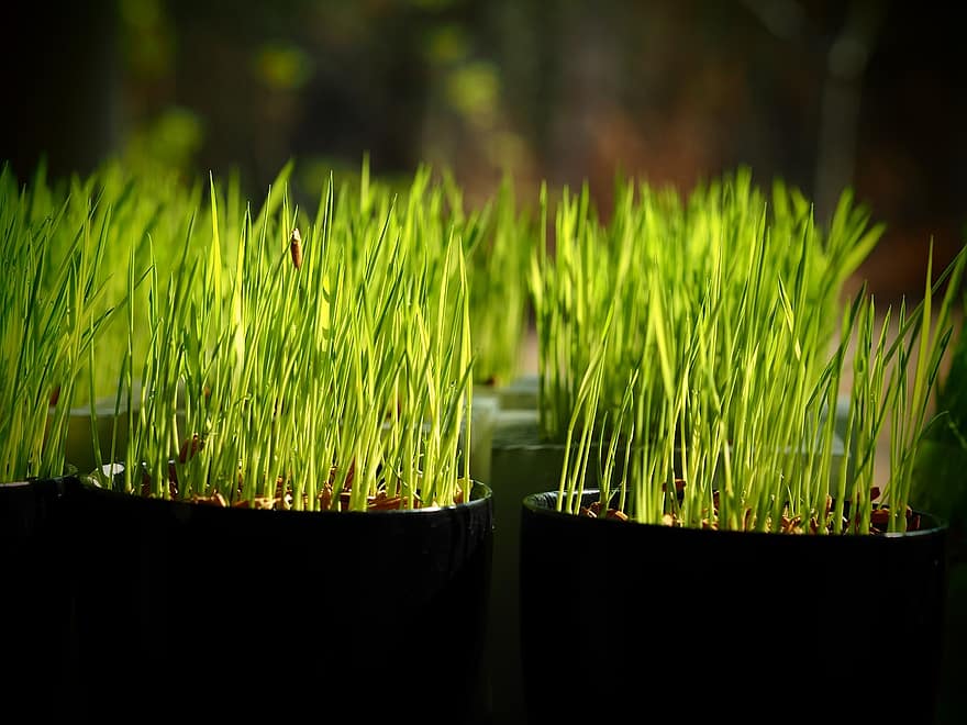How Does Oil Affect Plant Growth. Read This First|