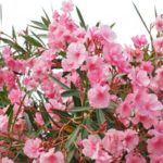 How To Plant Oleanders. 3 Steps For Beginners|