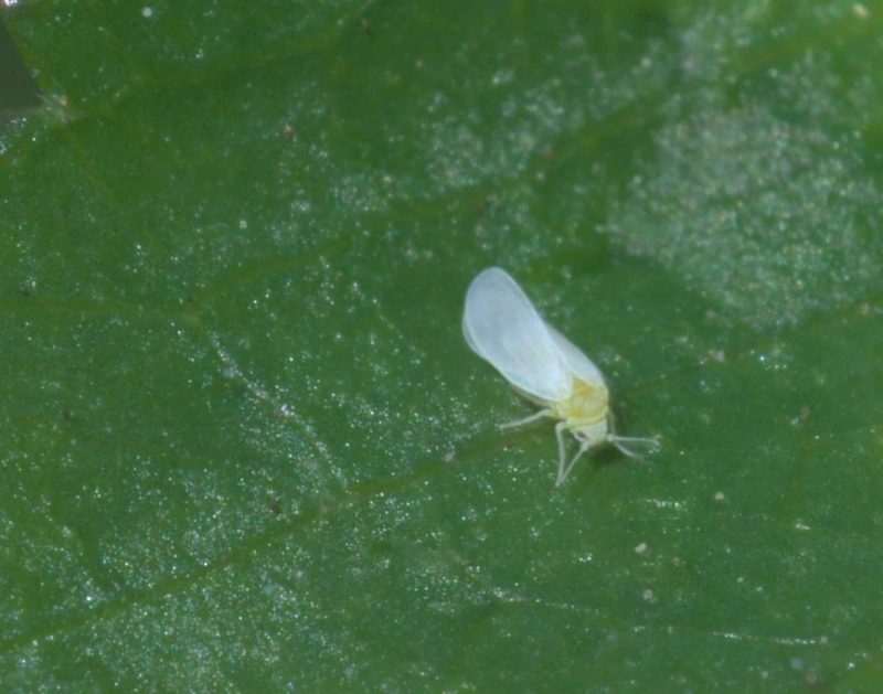How Do You Get Rid of Whiteflies|