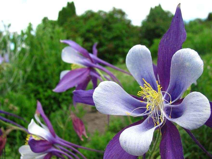 All About the Best Flowers to Grow in Colorado