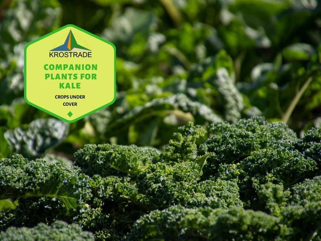 How to Plant and Grow Your Kale