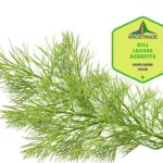 Dill Leaves Benefits And How To Eat Dill