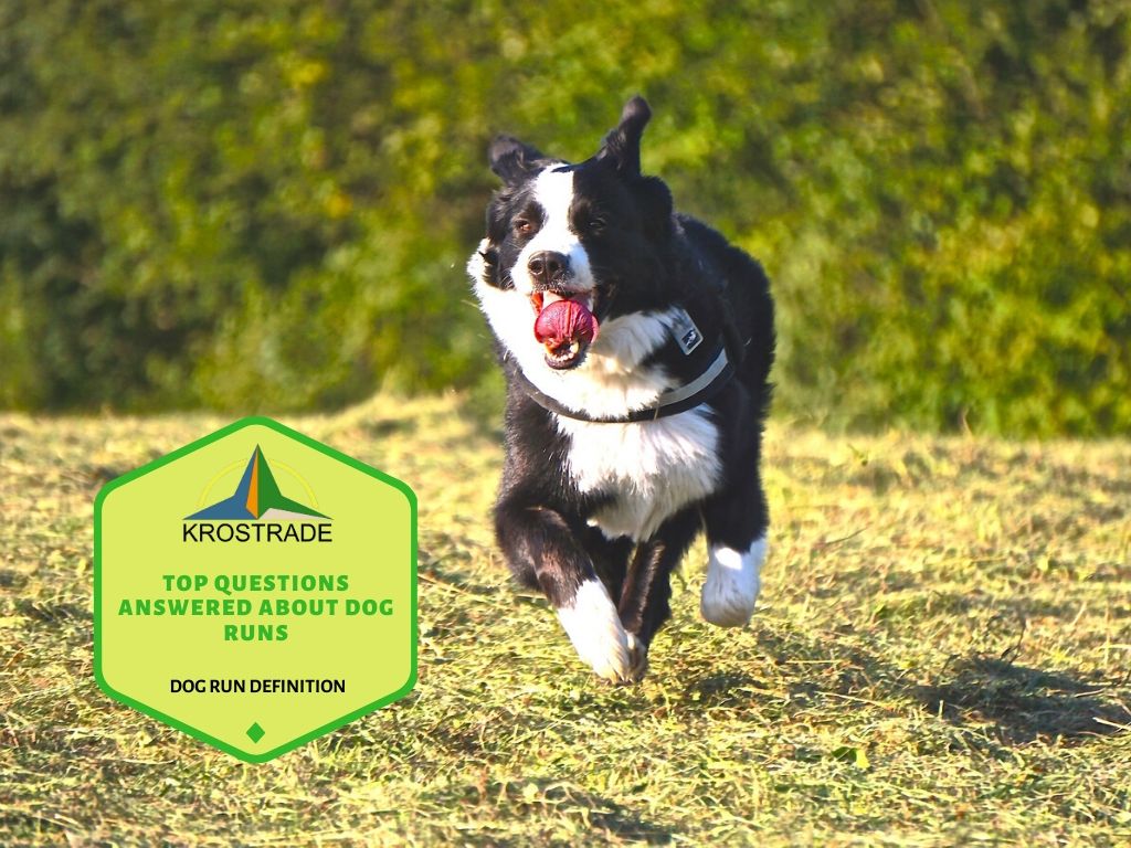 Dog Run Definition | Top Questions Answered About Dog Runs