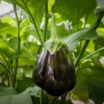 Examples Of Eggplant Growing Stages! 4 Types Explained!