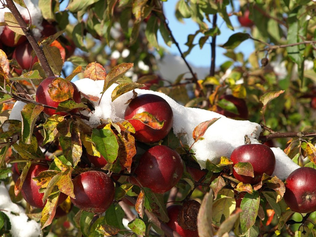 Fruit Trees That Grow In Wyoming