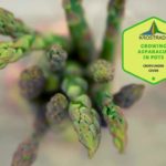 Growing Asparagus In Pots. What You Need To Know