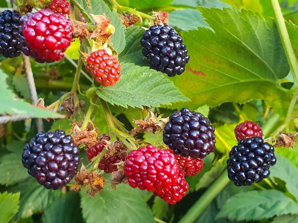 Growing Blackberries In New Mexico