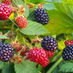 Growing Blackberries In the UK For Beginners!