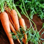 The Basics Of Growing Carrots In the UK! Explainer!