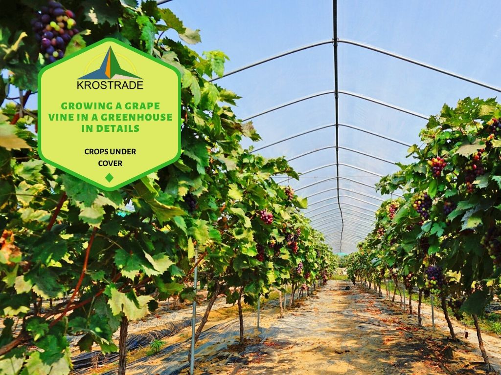 Grapevine cultivation in Greenhouse