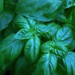 What Herbs Grow Well With Basil