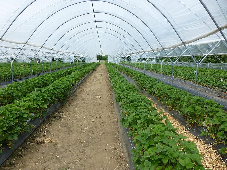 How Does Greenhouse Help In Growing Plants