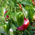 Example Of How Many Bell Peppers Per Plant Can Be Produced? 7 Free Tips!