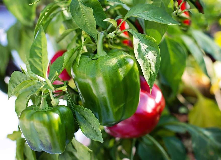 How Many Bell Peppers Per Plant