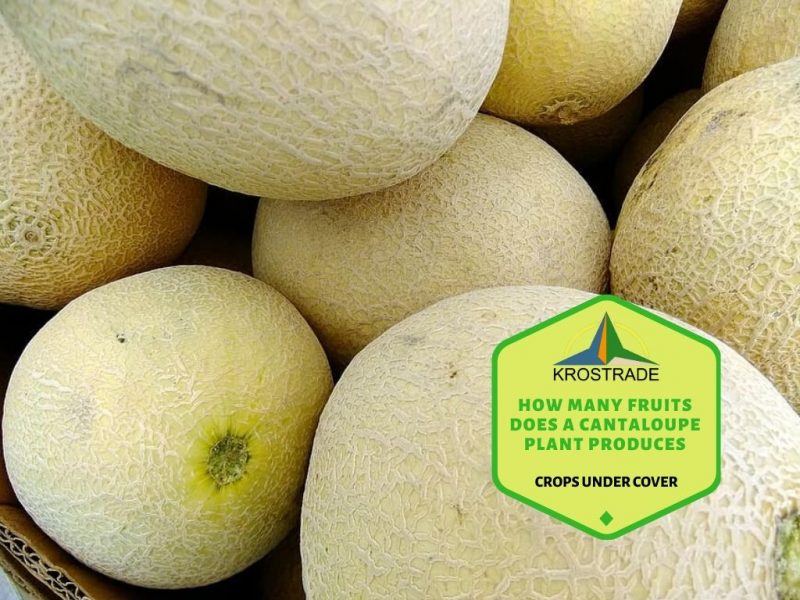 Growing Cantaloupe In The Greenhouse? - Krosagro