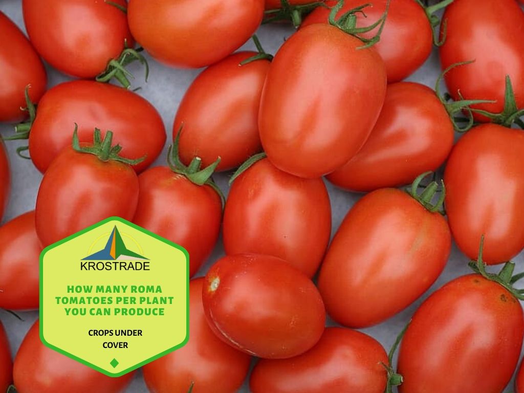 Tips to Estimate Roma Tomatoes on the Plant and Increase its Efficiency