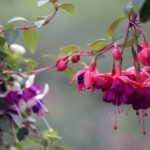 How To Grow The Fuchsias In A Greenhouse