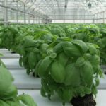 How To Grow Wholesale Basil In A Polytunnel? 3 Special Tips!