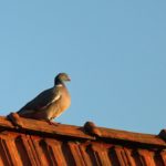 How To Keep Birds From Building Nests Under Carport