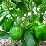 How To Make Bell Peppers Grow Bigger? 3 Special Tips!