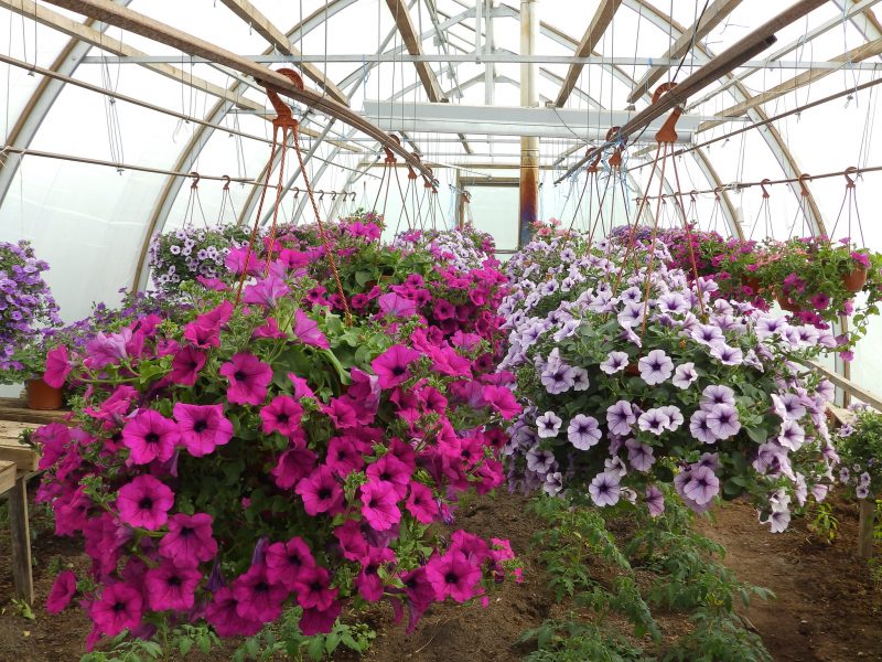 How To Prepare A Greenhouse Petunia For Planting