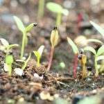 How To Prepare The Seeds Of Crops Before Planting In A Greenhouse