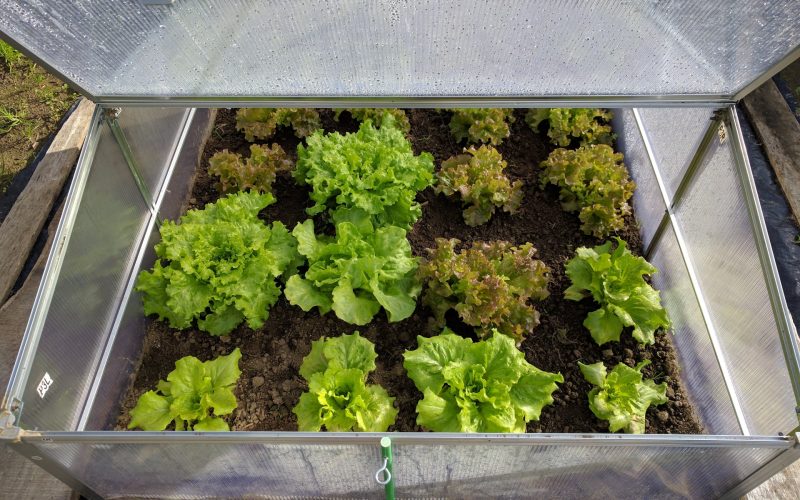 How To Take Care Of Mini Greenhouse Properly