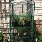 How to Use a 4-Tier Mini Greenhouse