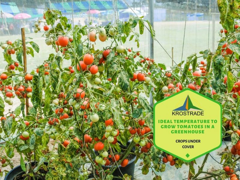 Ideal Temperature To Grow Tomatoes In A Greenhouse - Krostrade