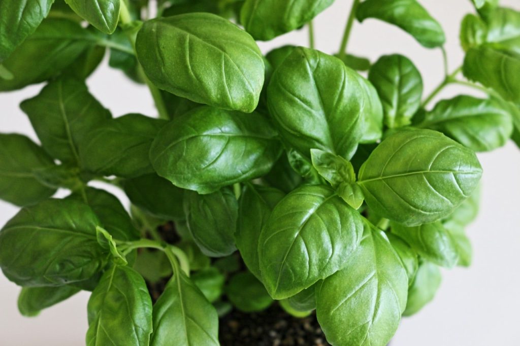 What Are The Magical Properties Of Basil