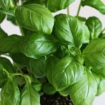What Are The Magical Properties Of Basil? 4 Proven Tips!